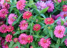 Close-up view of several red flowers and green leaves.