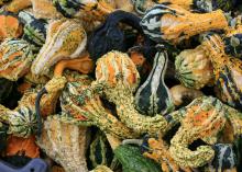 A jumble of knobby, twisted gourds in mixed shades of black, dark green, orange, yellow and white fill the frame.