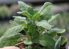 The image shows a single, small green plant with textured and velvety leaves.