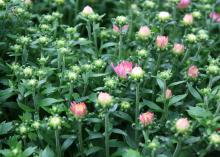 Scores of tight, white buds rise from a sea of green, with a few opening to reveal pink blooms.