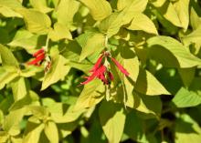 Small, red flowers bloom against a sea of lime green foliage.