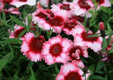 A cluster of ruffled pink flowers with vivid red centers is pictured on green stems.