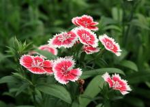 A small bunch of flowers with a white outer ring and a red inner ring is seen against a green background.