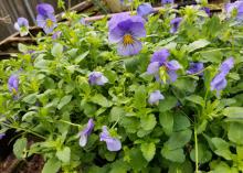 Blue-purple flowers on slender, upright stems stand above a mass of green foliage.