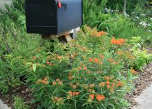 A black mailbox rises above a sea of green foliage and delicate clusters of mostly orange flowers.