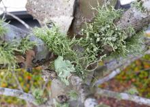 Irregular, light-green structures in spiky and flat shapes cluster on light-gray branches.