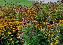 A sea of yellow flowers with black centers and pink flowers with orange centers cover a flower bed.