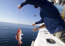 A man in a boat holds a red snapper fish with a hook-and-line mechanism.