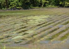 A muddy field with standing water in its furrows.