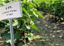 A small, white sign on top of a silver stake in the foreground tells what kind of cotton plants are behind it. In the background are rows of cotton plants with green leaves but not yet containing cotton blooms.