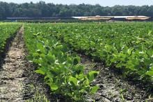 Rows of young soybean plants sticking a foot above ground.