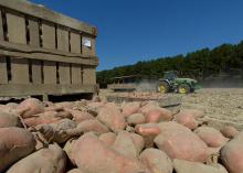 A wooden bin full of dusty sweet potatoes is pictured with a tractor behind it in the field.