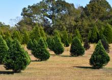 Green cypress tree rows in a field.