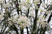 A close-up picture of a cluster of white flowers, which individually have five petals on light-green stems. Other clusters on the tree are out of focus in the background. 