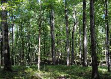 Countless trees of various sizes with the sun breaking through the canopy in spots.