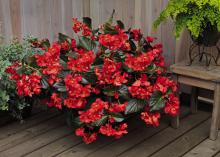 Large clusters of red flowers rise above bronze-colored leaves in a pot placed on a wooden deck with a wooden fence behind.