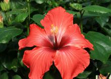 Five bright orange-red petals surround a tall stamen that is dark red at the base and yellow at the tip. Dark green leaves surround the flower.