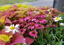 Purple flowers and white flowers rise on slender stems in a mass of ornate, pink and green leaves.