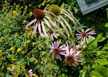 A small group of flowers with prominent, reddish center cones and drooping, light pink leaves rises from a sea of green leaves.