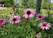 Four individual purple blooms with dark centers rise on long stems in the foreground of a flowerbed with a manicured lawn and tree trunk in the background.