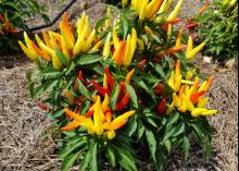 Plants with mostly yellow peppers and some orange and red peppers perched on a bed of pine straw.