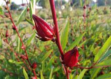 Two pointed, red pods grow off a red stem.