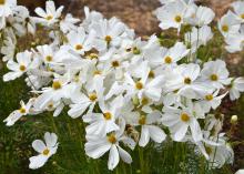 Dozens of white blooms with yellow centers stand atop slender stems.