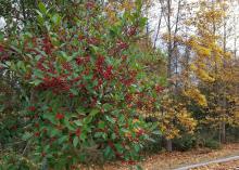 Scores of red berries cover a small tree filled with green leaves.