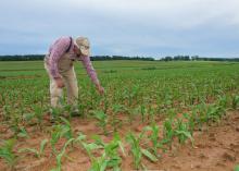 A man wearing overalls and a baseball cap reaches down to touch a small corn stalk in a field of corn.