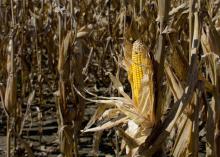An ear of corn in front of a backdrop of stalks.