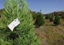 Christmas tree in the foreground in a field with other trees behind it.