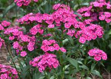 A cluster of pink flowers.