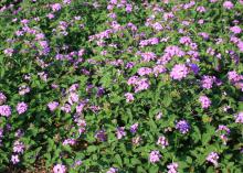 Dozens of purple blossom clusters rise among green foliage.