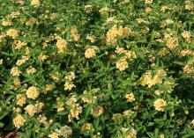 Dozens of yellow blossom clusters rise among green foliage.