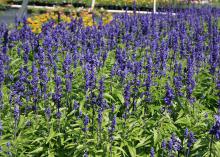 Scores of purple flower spikes rise from a bed of green foliage.