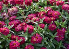 A few dozen purple blooms peak just above lush, green foliage.