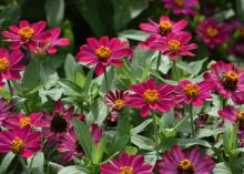 Red blooms cover the top of a green plant.