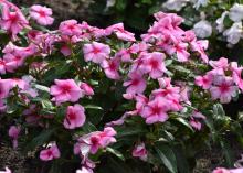 Dozens of pink blooms with red centers cover a green plant.