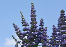 Tiny, purple flowers line branches pointing straight into the sky.