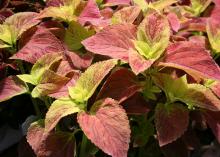 Pink leaves turn bright green where they meet the stalk on bushy plants.