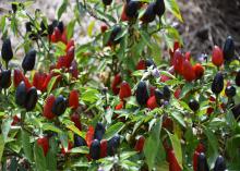 Red and black fruit rise vertically above green leaves.