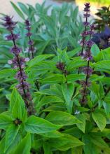 Spikes covered in tiny purple flowers rise above green leaves.