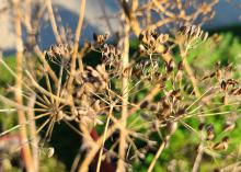 Tiny, brown branches hold seed pods.