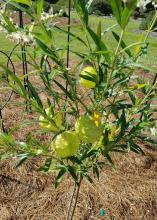 Four round, yellowish-green seed pods grow off slender stems.