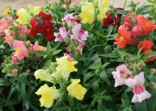 Clusters of yellow, maroon, orange, purple and pink flowers bloom among green foliage.