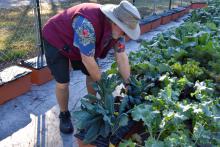 A man wearing a hat stoops over to reach into a bunch of leafy, green plant.