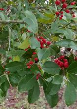 A branch has green leaves and clusters of red berries along its length.