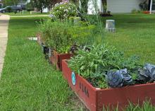 A wood frame contains a small garden growing in a lawn.