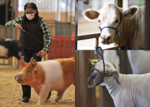 Young girl holding a show stick with a pig.