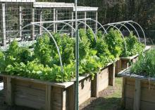 Plants grow from wooden boxes that have an overhead, curved pipe system.